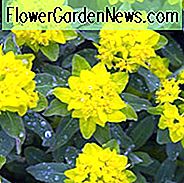 Euphorbia Polychroma, Cushion Wolfsmilch, Mehrfarbige Wolfsmilch, Euphorbia Epithymoides, Gelbe Blüten, Trockenheitstolerante ausdauernde, Rehe resistente mehrjährige, Kaninchen resistente mehrjährige Pflanze