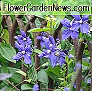 Clematis × durandii, Durands Clematis, Kleinblütige Clematis, Gruppe 3 Clematis, lila Clematis, blaue Clematis, Clematis Rebe, Clematis Plant, Flower Reben