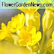 Primula Veris, Cowslip, Bedlam Cowslip, Englisch Cowslip, Fairy Cup, Galligaskins, Gaskins, Kräuter Peter, Key Blume, Keywort, Schatten Pflanzen, Schatten mehrjährige, gelbe Blumen, Pflanzen für den Schatten, Hirsch-resistente Pflanzen, Hirsch resistente Stauden