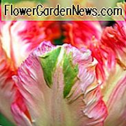 Tulipa Aprikosenpapagei, Tulpe 'Aprikosenpapagei', Papagei Tulpe 'Aprikosenpapagei', Papageientulpen, Frühlingszwiebeln, Frühlingsblumen, Tulipe Aprikosenpapagei, Papagei Tulpe, Aprikosen Tulpe, Tulipe perroquet