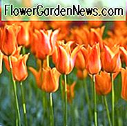 Tulipa Ballerina, Tulpe 'Ballerina', Lilie-Tulpe Ballerina ', Lilie-Tulpe' Ballerina ', Lily-Flowered Tulips, Frühlingszwiebeln, Frühlingsblumen, Tulipe Ballerina, Orange Tulip, Lily-blühende Tulpe