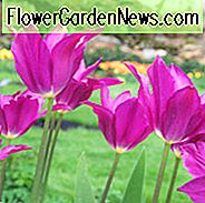Tulipa Lila Traum, Tulpe 'Lila Traum', Lilie-geblühten Tulpe 'Lila Traum', Lily-Blühende Tulpe 'Lila Traum', Lily-Flowered Tulpen, Frühlingszwiebeln, Frühlingsblumen, Tulipe lila Traum, Lily Flowered Tulip, lila Tulpe, Spätjahreszeit Tulpe, später Frühling t