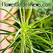 Agave 'Blaue Flamme', 'Blaue Flamme' Agave, Blaue Agave,
