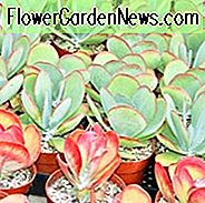 Kalanchoe luciae, Paddelpflanze, Flapjacks, rote Pfannkuchen, Wüstenkohl, Sukkulente