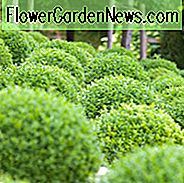Buxus Sempervirens Suffruticosa, Buchsbaum 'Suffruticosa', Buchsbaum Zwerg Buchsbaum, Buchsbaum 'Suffruticosa', immergrüner Strauch, kleiner Strauch, Suffruticose Englisch Buchsbaum
