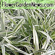 Astelia 'Silver Shadow', Silberspeer, immergrüner Strauch, Silberfoliage, Silberstauden