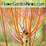 Salix alba var. Vitellina 'Brittensis', Scharlachrote Weide, Korallenrinde, Salix alba 'Brittensis', Salix alba 'Chermesina', Salix alba subsp. vitellina 'Britensensis', Laubgehölze, Laub, Herbstfarbe, Winterfarbe, Rote Rinde, Korallenrinde