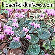 Alpenveilchen Coum, persisches Veilchen, Saubrot, Ostveilchen, Rundblättriges Alpenveilchen, früh blühende Birne, Winterbirne, rosa blühende Birne, weiße blühende Birne