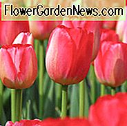 Tulipa Judith Leyster, Tulpe 'Judith Leyster', Triumph Tulpe 'Judith Leyster', Triumph Tulpen, Frühlingszwiebeln, Frühlingsblumen, Tulipe Judith Leyster, Zweifarbige Tulpen, Tulipes Triomphe, Mittlere Frühlingstulpen, Spätfrühlingstulpen