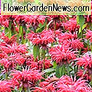 Helenium Sahin Frühblüher, Narzisse Sahlin Frühblüher, Helenium Autumnale, Gewöhnliches Nieskraut Sahin Frühblüher, Falsche Sonnenblume Sahin Frühblüher, Helens Blume Sahin Frühblüher, Gelb Stern Sahin Frühblüher, später Sommer