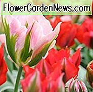 Tulipa China Town, Tulpe 'China Town', Viridiflora- Tulpe 'China Town', Viridiflora-Tulpen, Frühlingszwiebeln, Frühlingsblumen, Tulipe China Town, rosa Tulpen, Tulipes Viridiflora