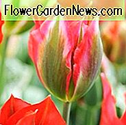 Tulipa Esperanto, Tulpe 'Esperanto', Viridiflora Tulpe 'Esperanto', Viridiflora Tulpen, Frühlingszwiebeln, Frühlingsblumen, Tulpe Esperanto, Tulipes Viridiflora, Rosa Tulpen