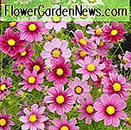 Cosmos Oudheid informatie, Mexicaanse Aster Oudheid informatie, Cosmos Bipinnatus Oudheid informatie