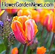Tulipa 'Prinses Irene', Tulpe 'Prinses Irene', Triumph Tulpe 'Prinses Irene', Triumph Tulpen, Frühlingszwiebeln, Frühlingsblumen, Tulipe Prinses Irene, Orange Tulpe