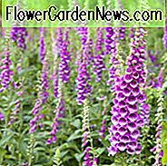 Digitalis Purpurea, Gemeine Fingerhut, Fingerhut, Lila Fingerhut, Damenhandschuh,
