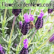 Lavandula Stoechas 'Anouk', französischer Lavendel 'Anouk', spanischer Lavendel 'Anouk', Schmetterlingslavendel 'Anouk', violette Lavendel, Trockentolerante Pflanze, Sommerblüten, hirschresistente Pflanzen, duftende Blüten