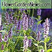 Agastache Black Adder, Riesenyssop Black Adder, lange blühende Stauden