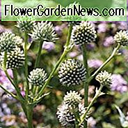 Eryngium Yuccifolium, Klapperschlangenmeister, Knopf Snakeroot, Klapperschlangenmeister, Knopf Eryngo, Trockene Bodenpflanzen, Blaue Blumen, Silberstauden