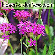 Silene Armeria, Sweet William Catchfly, Campion, None-So-Pretty, ดอกไม้สีชมพู, พืชทนแล้ง