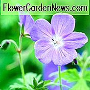 Geranium Johnson's Blue, Geranium Ibericum 'Johnson's Blue', 'จอห์นสันบลู' เจอราเนียม, จอห์นสันบลู, Geranium สีฟ้า, Geraniums ที่ดีที่สุด, groundcovers ที่ดีที่สุด