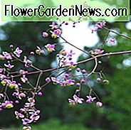 Thalictrum Rochebrunianum, Wiesenraute, Lavendelmist, Riesenwiesenrabe, Lavendelblüten, lila Blüten, durchsichtige Pflanze, mehrjährige, mehrjährige Pflanze, Stauden