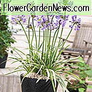 Agapanthus 'Silver Moon', afrikanische Lilie 'Silver Moon', Lilie des Nils 'Silver Moon', bunte afrikanische Lilie, bunte Lilie des Nils, blaue Blume, blauer Agapanthus, blaue afrikanische Lilie
