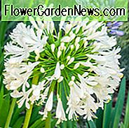 Agapanthus Africanus Albus, weiße afrikanische Lilie, Lilie des Nil Albus, afrikanische Lilie Albus, weiße Blume, weißer Agapanthus, weiße afrikanische Lilie