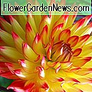 Dahlia 'Bridge View Aloha', Dahlia 'Bridgeview Aloha, ' Brückenansicht Aloha 'Dahlia, ' Bridgeview Aloha 'Dahlie, Halbkaktus Dahlien, Kaktus Dahlien, Zweifarbige Dahlien, Rote Dahlien, Gelbe Dahlien, Dahlienknollen, Dahlienknollen, Dahlien Blume, Dahlie-Blume