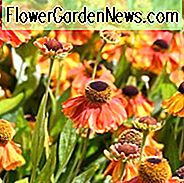 Gewöhnliche Sonnenbraun Waltraut, Falsche Sonnenblume Waltraut, Helens Flowe Waltraut, Gelber Stern Waltraut, Spätsommer Staude, AGM Stauden