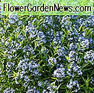 Amsonia Tabernaemontana, blauer Stern, Willow Amsonia, blaues Hundebann, Willow Blue Star, blaue Blumen