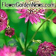 Astrantia Major 'Claret', Meisterwort 'Claret', Großes Meisterwort 'Claret', Melancoly Gentleman 'Claret', Hatties Pincushion 'Claret', Astrantia 'Claret', Rote Blumen