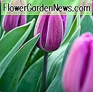 Tulipa 'Purple Flag', Tulpe 'Purple Flag', Triumph Tulip 'Purple Flag', Triumph Tulpen, Frühlingszwiebeln, Frühlingsblumen, Purple Tulip