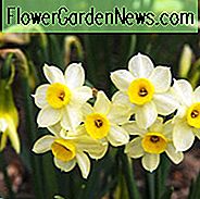 Narzissen Elritze, Narzisse Minnow, Tazetta Narzisse 'Minnow', Frühlingszwiebeln, Frühlingsblumen, Tazetta Narzissen, Miniatur Narzissen, Narzissen für drinnen, Narcissus, duftende Narzisse