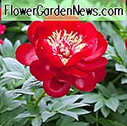 Paeonia 'Buckeye Belle', Pfingstrose 'Buckeye Belle', 'Buckeye Belle' Pfingstrose, Rote Pfingstrosen, Rote Blumen