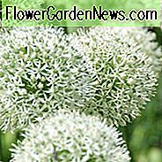 Allium 'Mont Blanc', weiße Allium, Zierzwiebel 'Mont Blanc', Frühlingszwiebeln, Frühlingsblumen, Spätfrühlingsblüte, Frühsommerblüte