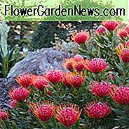 Agave 'Kissho Kan', Agave 'Kichiokan', Lucky Crown Jahrhundertpflanze, Agave potatorum 'Kissho Kan', Agave potatorum 'Variegata', Agave 'Kichi-Jokan', Schmetterlingsagave, blaue Agave, graue Agave, Trockentoleranzpflanze