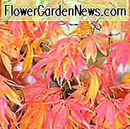 Acer palmatum 'Elegans', Japanischer Ahorn 'Elegans', Acer palmatum 'Heptalobum Elegans', Acer palmatum 'Septemlobum Elegans', Baum mit Herbstfarbe, Herbstfarbe, Attraktive Rinde Baum, rote Blätter, Roter Acer, Roter Japanischer Ahorn, Roter Ahorn