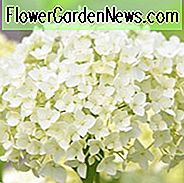 Hortensie Arborescens Annabelle, glatte Hortensie 'Annabelle', Hortensie 'Annabelle', weiße Hortensie, beste Hortensien, AGM Hortensien