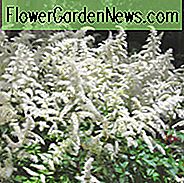 Astilbe 'Brautschleier', Astilbe x Arendsii 'Brautschleier', Falsche Spirea 'Brautschleier', Falsche Ziegenbart 'Brautschleier', Astilbe x Arendsii 'Brautschleier', Falsche Spirea 'Brautschleier', Falsche Ziegenbart 'Brautschleier', Weiß Astilbes, weiße Blumen, flo
