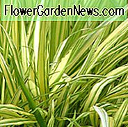 Hakonechloa Macra Aureola, Hakonengras 'Aureola', Japanisches Waldgras 'Aureola', Schattengräser, Aureola Gras, Teilschattengras, Volltongras, Japanisches Gras, Goldenes Japanisches Waldgras