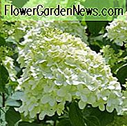 Hortensie Arborescens Incrediball, glatte Hortensie Incrediball, Hortensie Incrediball, weiße Hortensie, beste Hortensien