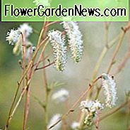 Sanguisorba Tenuifolia var. Alba, Burnet, weiße japanische Burnet, weiße orientalische Burnet, Sanguisorba Tenuifolia 'Alba', mehrjährige Pflanze, Laubpflanze, weiße Blüten