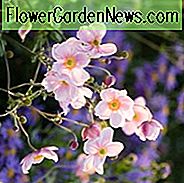 Anemone 'Queen Charlotte', Japanische Anemone 'Königin Charlotte', Windblume 'Königin Charlotte', Japanische Anemone 'Königin Charlotte', Windblume 'Königin Charlotte', rosa Blüten, rosa, ausdauernde Stauden, Spätsommer-Blüten, Spätsommer-Stauden