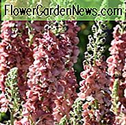 Verbascum