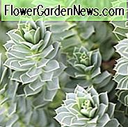 Euphorbia Myrsinites, Myrtle Spurge, Creeping Spurge, Spirge หางยาว, Spurge หางใบกว้าง, ดอกไม้สีเหลือง, ยืนต้นทนต่อความแห้งแล้ง, ไม้ยืนต้นทนทานต่อกวางยืนต้นกระต่ายทน