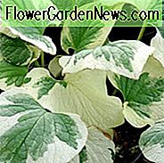 Brunnera Macrophylla 'Variegata', Brunnera 'Variegata', Sibirischer Bugloss 'Variegata', Hearleaf Brunnera 'Variegata', Falsche Vergißmeinnicht 'Variegata', blaue Blüten, Frühlingsblumen, bunte Brunnera