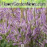 Veronicastrum Virginicum