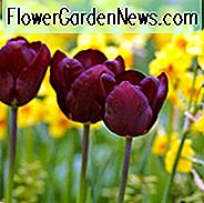 Tulipa 'Jan Reus', Tulpe 'Jan Reus', Triumph Tulpe 'Jan Reus', Triumph Tulpen, Frühlingszwiebeln, Frühlingsblumen, Tulipe Jan Reus, Lila Tulpen, Dunkle Tulpen, Tulipes Triomphe