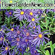Aster Amellus 'Violette Königin', Italienische Aster 'Violette Königin', Italienische Sternblume 'Violette Königin', Michaelis Daisy 'Violette Königin', Herbst Aster 'Violette Königin', Herbst Stauden, Herbstblumen, Aster Violet Königin, Italienische Aster 'Veilchenkönigin', Italienische Sternblume 'Veilchenkönigin', Michaelis Daisy 'Veilchenkönigin', Herbst Aster 'Veilchenkönigin', Lila Blüten,
