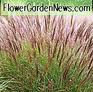 Miscanthus Sinensis 'Yakushima-Zwerg', Junggras-Yakushima-Zwerg, Eulalia-Yakushima-Zwerg, Dürre-tolerante Pflanze, Ziergras-Morgenlicht, pflegeleichtes Ziergras, Zwergjungferngras